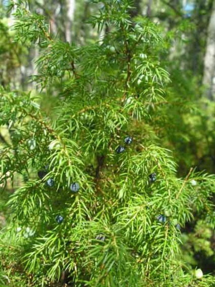 Juniperus vulgaris