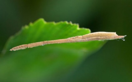 Insectele sunt mascate - prietenii din Almaty