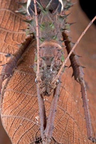 Insectele sunt mascate - prietenii din Almaty