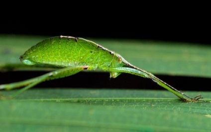 Insectele sunt mascate - prietenii din Almaty