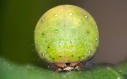 Insectele sunt mascate - prietenii din Almaty