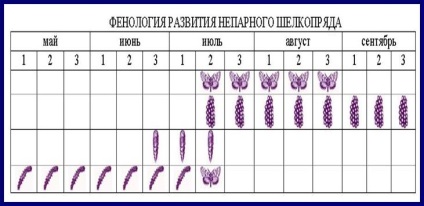 Viermele de mătase nepermis, platforma de conținut