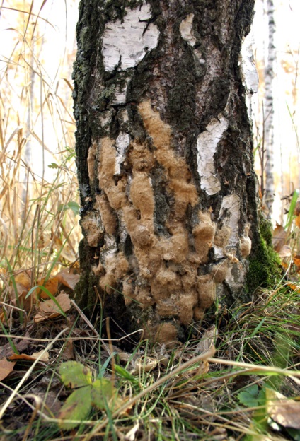 Viermele de mătase nepermis (lymantria dispar