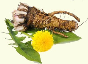 Papadie - proprietăți medicinale și contraindicații, rețete din rădăcină și flori