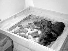Asistență pentru puii nou-născuți - câini de la a la i