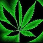 Descrierea afinelor, med cannabis