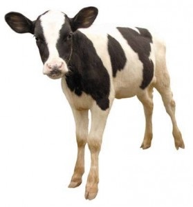 Optimizarea reproducerii efectivelor de bovine