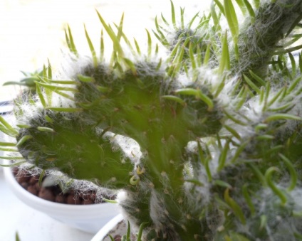 Az Opuntia az összes kaktusz legvarázslója!