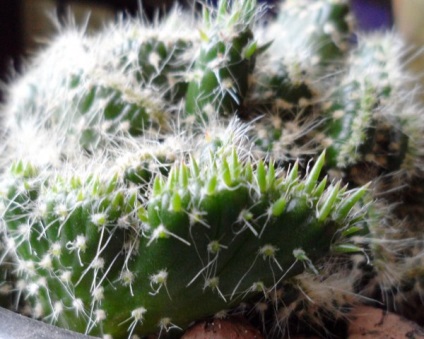 Az Opuntia az összes kaktusz legvarázslója!