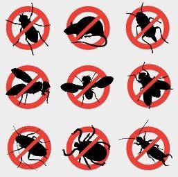 Organizare de afaceri pentru distrugerea insectelor dăunătoare
