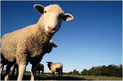 Prevenirea și tratarea oilor, instruirea embrobilor, animalelor industriale, animalelor,