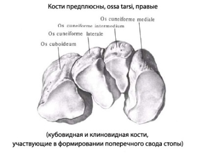 Fractura piciorului, eurolab, traumatologie