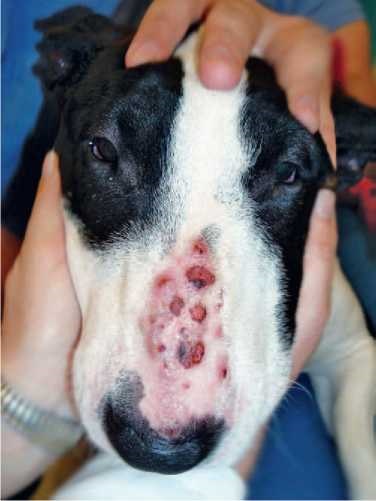 Kutyák és macskák orrjának pyoderma (folliculitis és az orr furunculosis), állatorvos