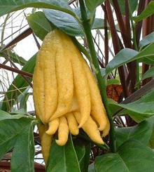 Fructul unei grădini a Edenului