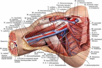 Artera subclaviană (stânga și dreapta), puncția venei subclavice