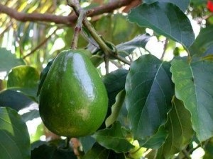 Beneficiile și daunele de avocado pe care trebuie să le cunoașteți despre acest fruct