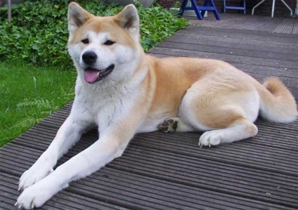 Rasă de câini American Akita