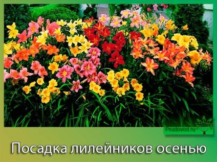 Засаждане daylilies есента условията на отглеждане и грижи