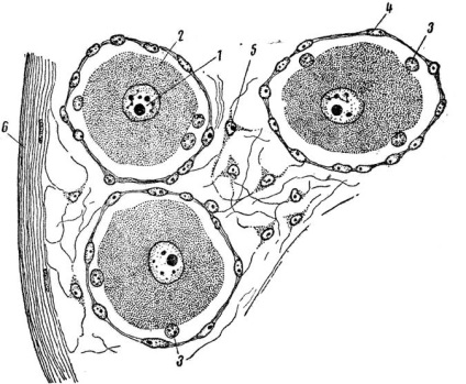 Atelier de lucru privind histologia generală