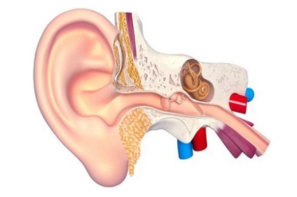 Atunci când tuse, urechea acută rău decât este condiționată și cum să lupte
