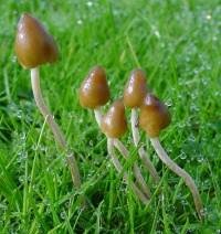 Psilocybe polulancetovidnaya (psilocybe semilanceata) - viața mea