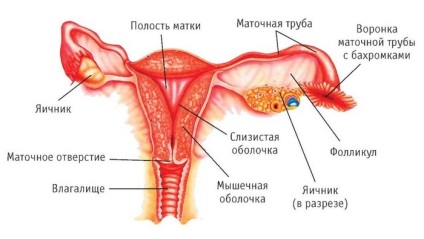 Cauzele psihosomatice ale chisturilor ovariene