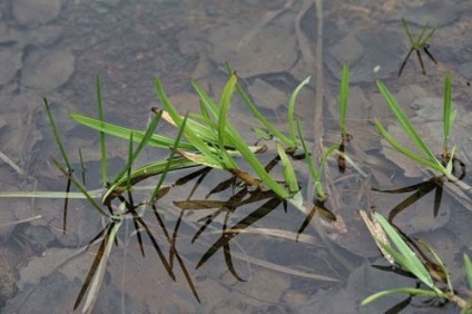 Manichiura varietate de plante, reproducere, plantare și îngrijire - regulile și caracteristicile de bază