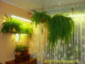 Növények a lakás belsejében