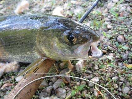 Pescuitul pentru grayling în Siberia, unde să prindeți grayling pe Altai, fishong