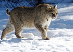 Lynx - supraviețuire în situații sălbatice și extreme