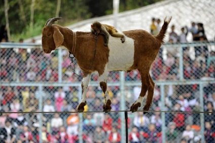 Cele mai neobișnuite fotografii ale animalelor în funcție de telegraf