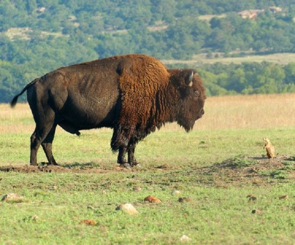 Cele mai neobișnuite fotografii ale animalelor în funcție de telegraf