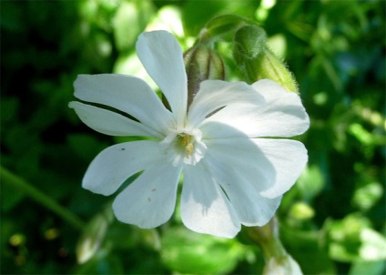 Cele mai rare flori pe care florile sunt cele mai rare în lume sunt cele mai rare flori din lume (pe pământ)