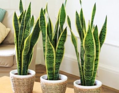 Sansevieria îngrijire la domiciliu, tipuri de flori, reproducere