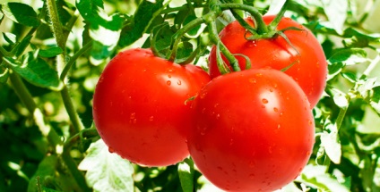 Señor tomato, sculptură lecții