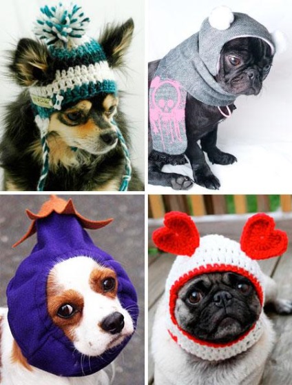Pălării pentru câini