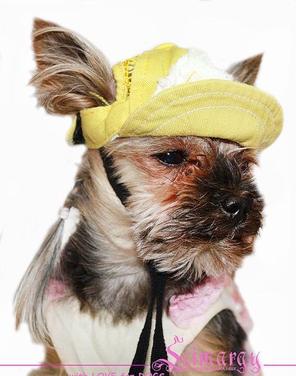 Caps for a dog - divatos kötött kalapok értékesítése az interneten