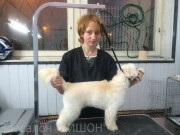 Grooming școală - zoosalon bichon