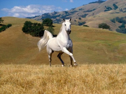 Un cal alb din lemn este un simbol al anului 2014