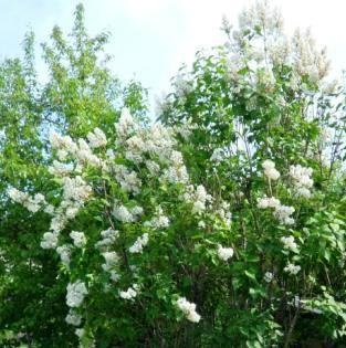 Lilac este neobișnuit - grădini din Siberia