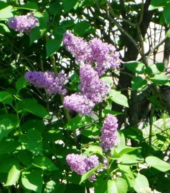 Lilac este neobișnuit - grădini din Siberia