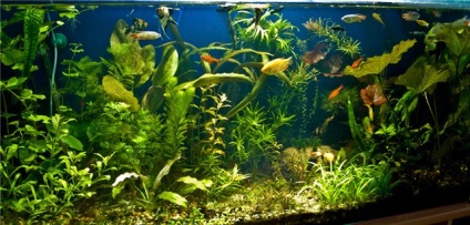 Câți oameni trăiesc într-un acvariu acasă