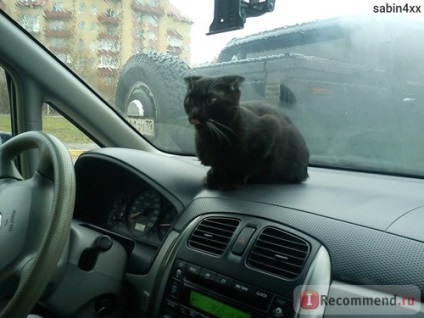 Scottish Fold (Scottish Folded Cat) - 