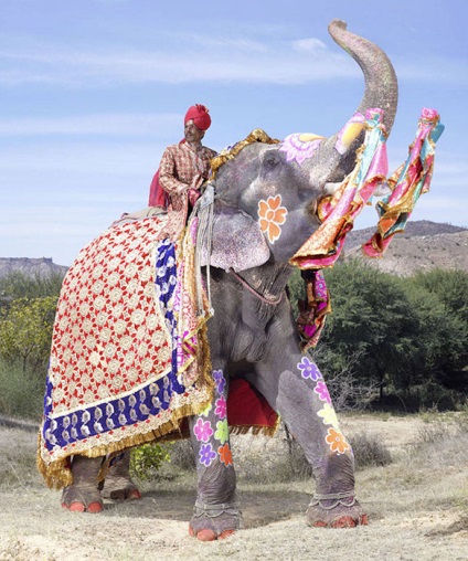 Elefanții cu festival de maniuri roz de elefanți din India - asemenea gigani gri nu vedeți în fiecare zi