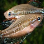 Мрамор gourami съдържание на вода от храна, болестта