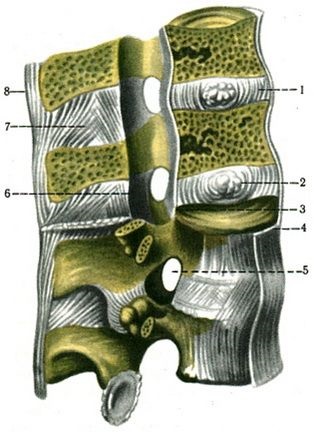 Articulații ale coloanei vertebrale (juncturae columnae vertebralis), sindemologie, anatomie umană