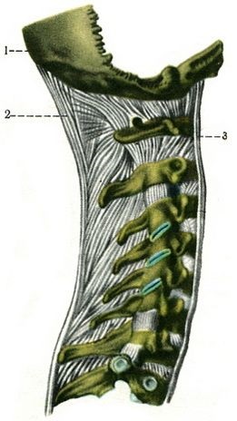 Articulații ale coloanei vertebrale (juncturae columnae vertebralis), sindemologie, anatomie umană