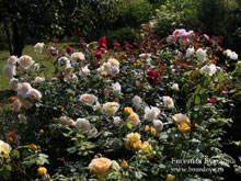 Creația și amenajarea grădinii de trandafiri, grădină de trandafiri, trandafiri în grădină, design peisagistic, peisagistică,