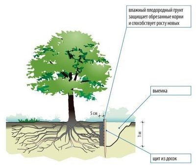 Construcția pe un teren de pădure ca să nu facă mult rău naturii