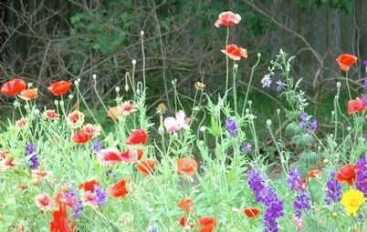 Construcția pe un teren de pădure ca să nu facă mult rău naturii